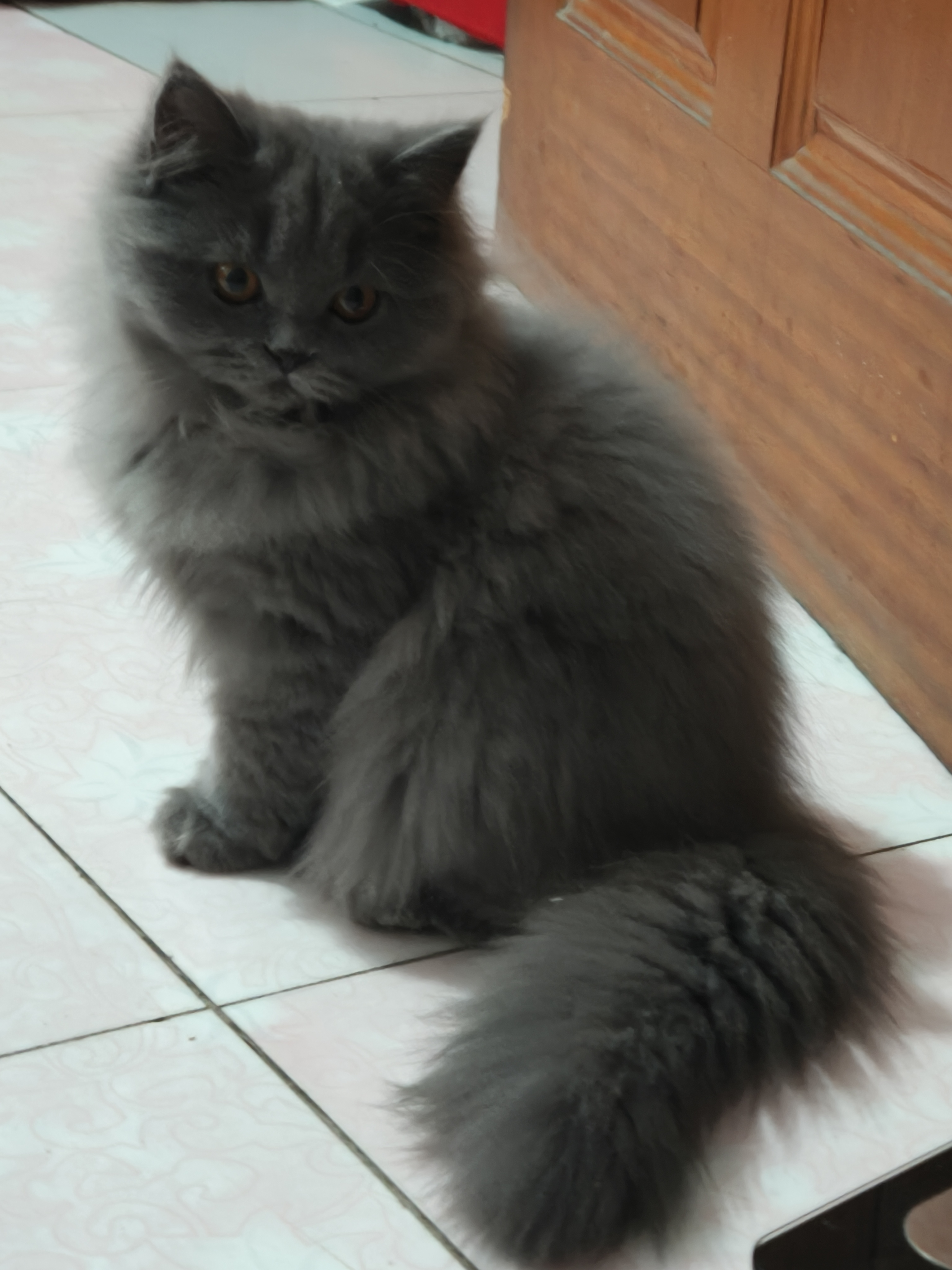 蓝猫高地妹妹，五个月喜欢的联系！